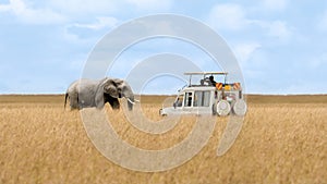African elephant walking in savanna and tourist car stop by watching at Masai Mara National Reserve Kenya