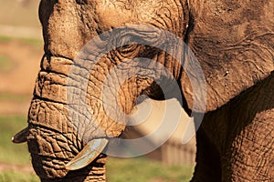 African Elephant Walking in Savannah