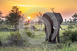 African Elephant walking at sunrise