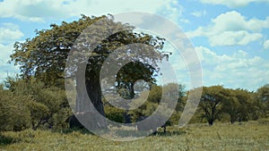 African elephant walking towards a baobab tree. Rare wildlife footage captured during a scientific expedition in