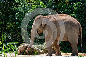African elephant walking in wildlife reserve photo