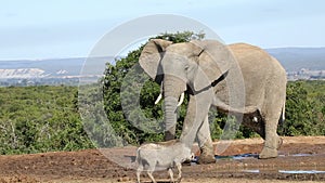 African elephant and warthog