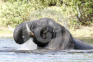 Un elefante Agua un nino 