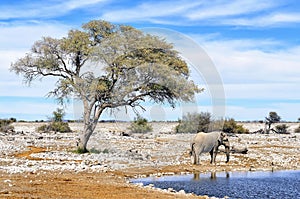 African elephant at water pool in Etosha National Park, Namibia