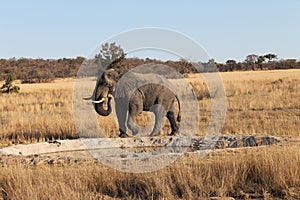 Elephant at a water pool in Welgevonden Game Reserve in South Africa