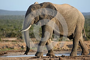 African Elephant at Waterhole