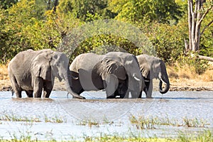 African Elephant on waterhole, Africa safari wildlife