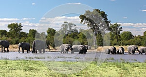 African Elephant on waterhole, Africa safari wildlife