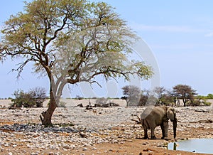 African Elephant beside a waterhole against a pale blue sky and tree