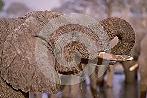 Un elefante potabile da vicino 