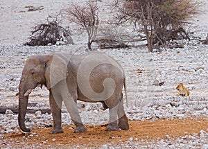 African elephant at a waterhole with a lioness in the background