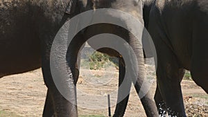 African elephant watering himself water in vicinity of reserve. Close up