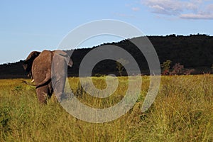 African Elephant in Welgevonden