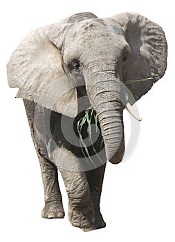 African elephant on white background