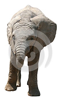 African elephant on white background