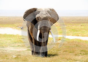 African elephant in the wild