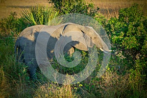 African Elephant in the wild