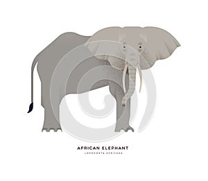 African elephant wild animal isolated background