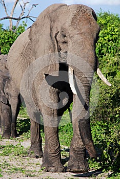 African elephant in wild savanna( Botswana)