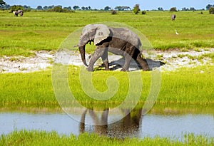 African elephant in wild savanna (Botswana)