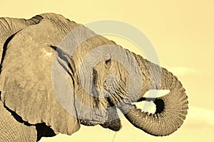 African Elephant - Wildlife Background - Water is Life
