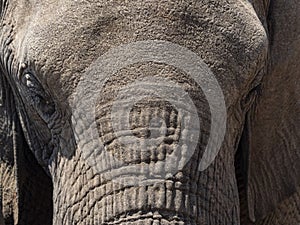 Closeup of elephants face photo