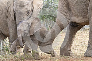 African elephant young calf getting corrected by mother, photo