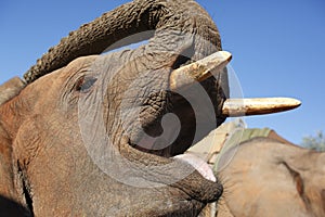 African Elephant - Zimbabwe
