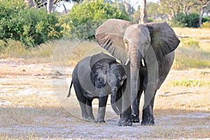 African Elephant, Zimbabwe, Hwange National Park