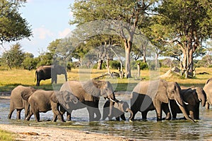 African Elephant, Zimbabwe, Hwange National Park