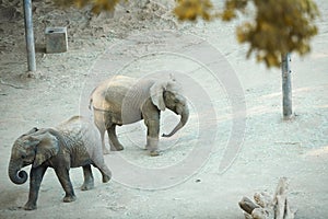 African elephant at zoo