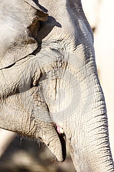 African elephant at the zoo