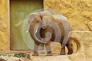 African elephant in the zoo in Dvur Kralove.