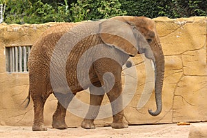 African elephant in the zoo in Dvur Kralove.