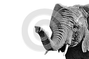 African elephant at the zoo, isolated on white background