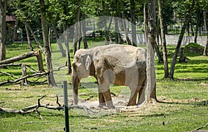 African elephant at the zoo in Targu Mures