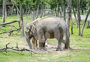 African elephant at the zoo in Targu Mures