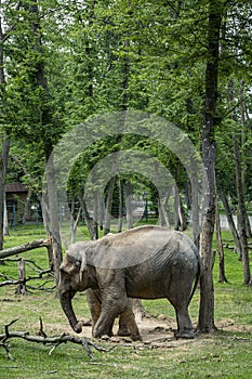 African elephant at the zoo in Targu Mures