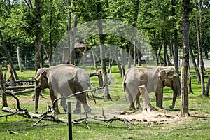African elephant at the zoo in Targu Mures