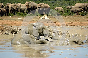 African elephants