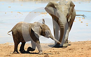 African elephants photo