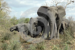 African Elephants photo