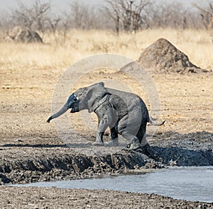 African Elephants