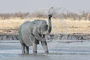 African Elephants