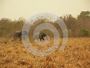 African Elephants