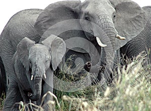 African elephants photo