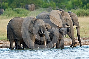 African elephants