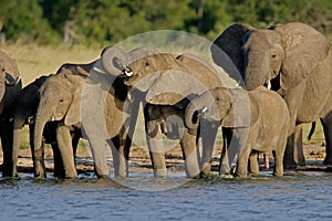 African elephants