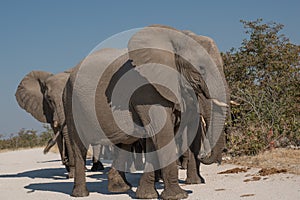 African elephants