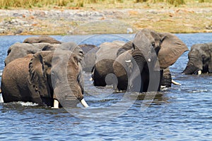 African Elephants